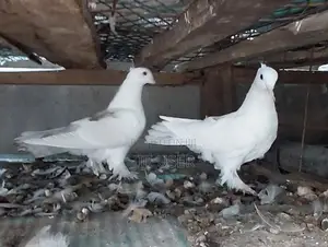 Crossed Pigeons