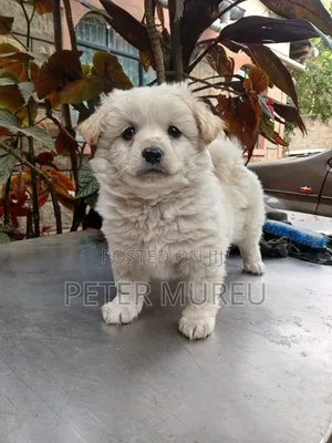 1-3 months Female Purebred Japanese Spitz