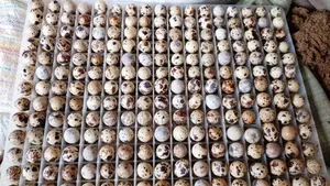 Quail Eggs for Consumption, or Incubation - 200 Pieces
