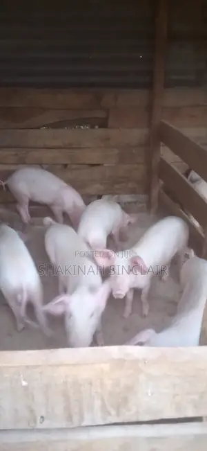 Piglets for Sale
