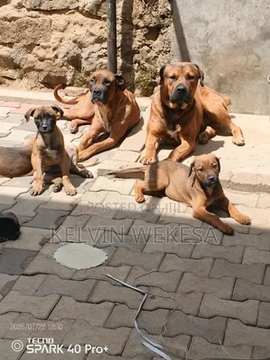 1-3 months Female Purebred Boerboel