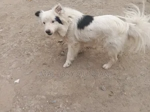 3-6 months Female Purebred Japanese Spitz