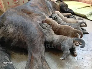 1-3 months Male Mixed Breed Boerboel