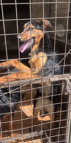 6-12 months Female Mixed Breed German Shepherd