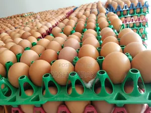 Fresh Brown Eggs Wholesale Supplier