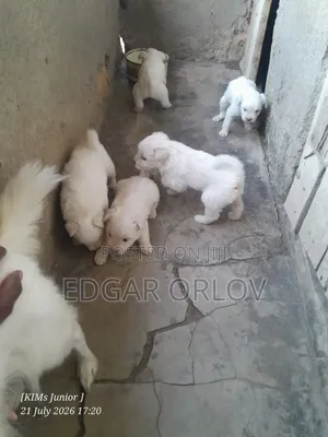 1-3 months Male Purebred Japanese Spitz