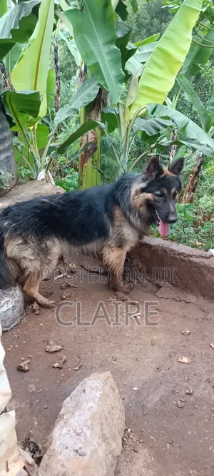 1+ year Male Purebred German Shepherd