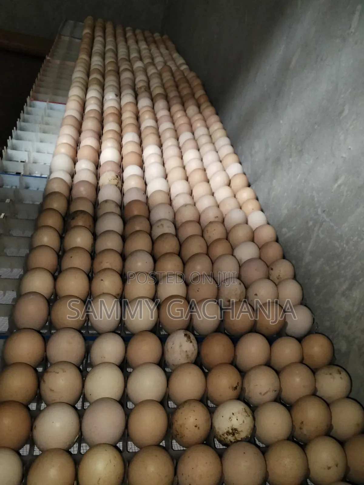 Fertilized Sasso F1 Eggs