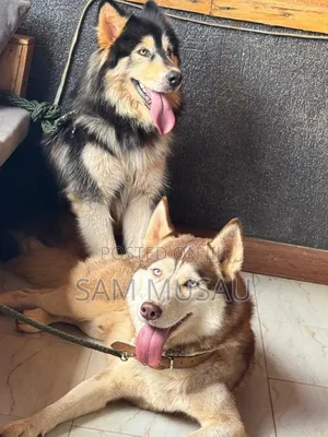 3-6 months Male Purebred Siberian Husky