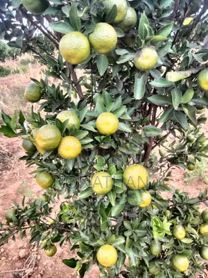 Pixies, Oranges, Tangerine Lemons