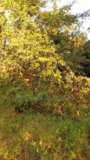 1/8 Acre Plot at Shamu Near Technical University of Mombasa Branch