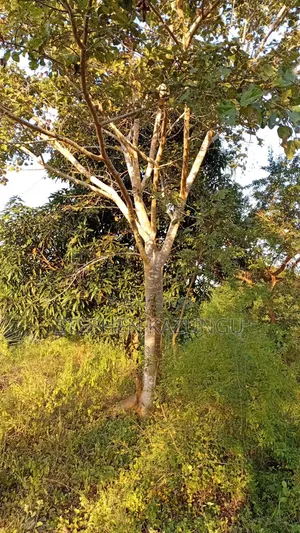 1/8 Acre Plot at Shamu Near Technical University of Mombasa Branch