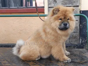 0-1 month Male Purebred Chow Chow