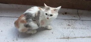 6-12 months Female Mixed Breed Cat
