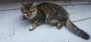 6-12 months Male Mixed Breed Tabby