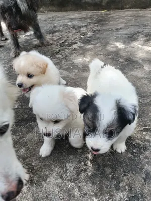 1-3 months Male Mixed Breed Japanese Spitz