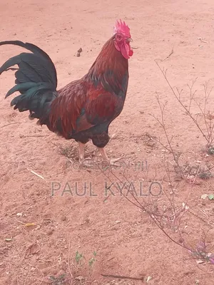 Kienyeji Chicken