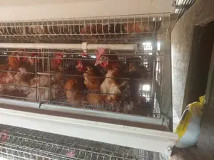 EX Layers Chicken