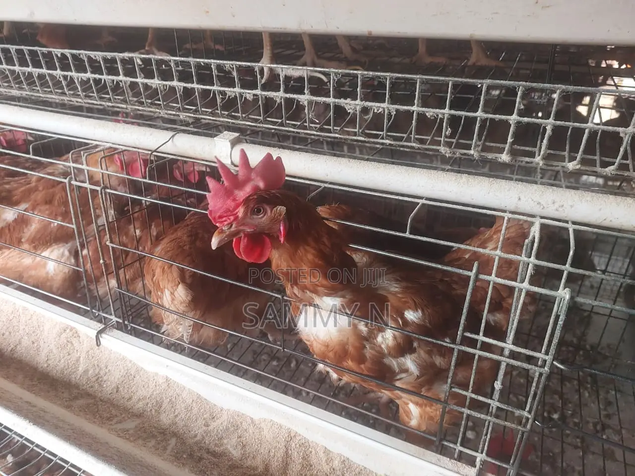 EX Layers Chicken