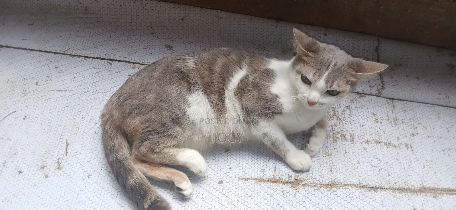 1+ year Female Mixed Breed Cat