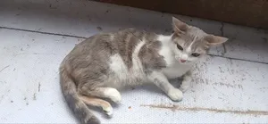 1+ year Female Mixed Breed Cat