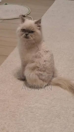 6-12 months Male Mixed Breed Ragdoll