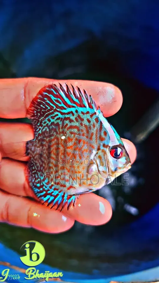 Discus and Oscars