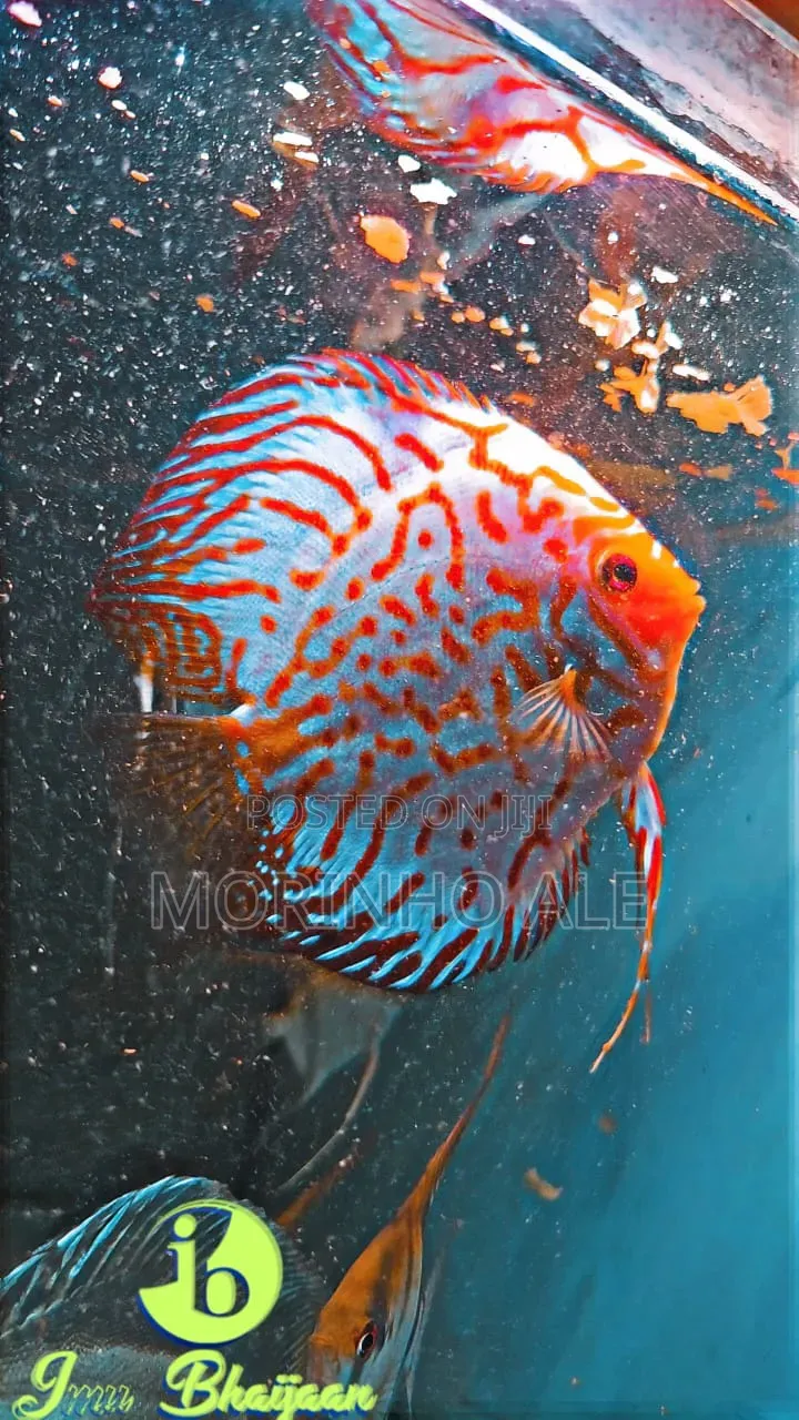 Discus and Oscars