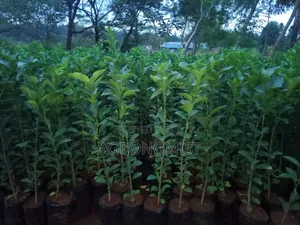 Orange Seedlings , Hass Avocado Seedlings, Mangoes Etc