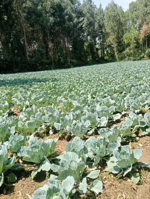 7.5 Acres Prime Land for Sale in Nanyuki Baguret