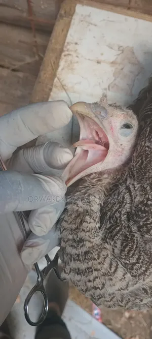 Vet Service