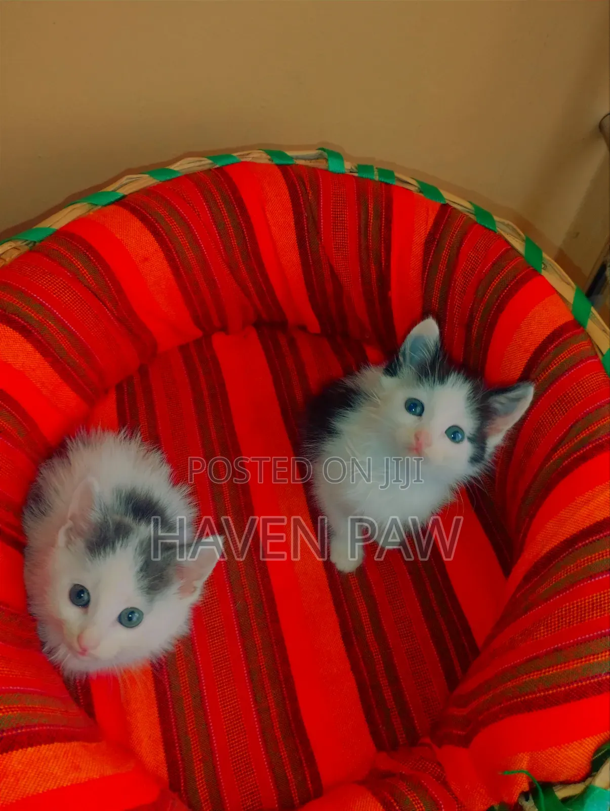1-3 months Male Mixed Breed Cat