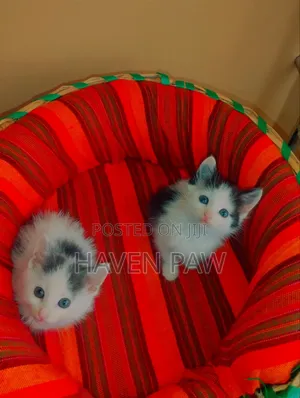 1-3 months Male Mixed Breed Cat