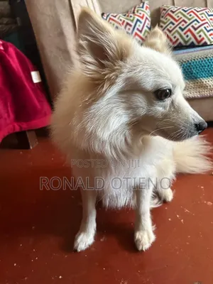 6-12 months Male Purebred Chihuahua