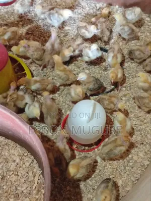 Munga Chicks Farm