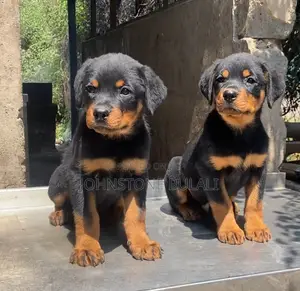 1-3 months Male Purebred Rottweiler