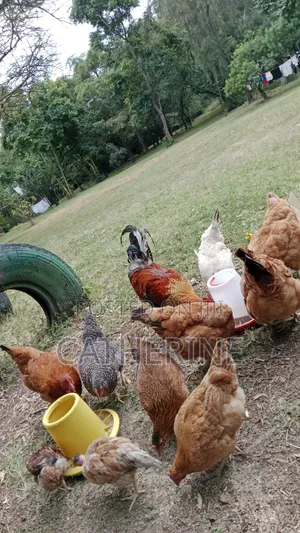 Female Pure Kienyeji Chickens