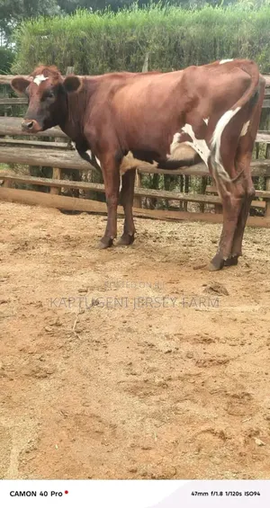 Dairy Cows for Start Up Farmer