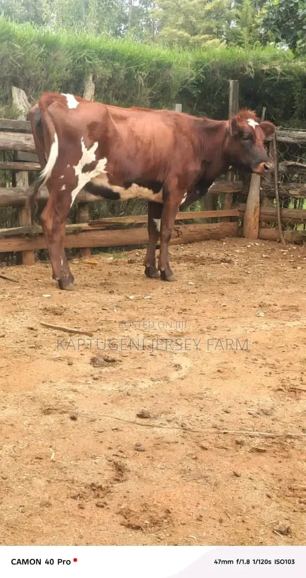 Dairy Cows for Start Up Farmer