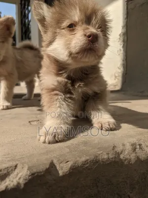 1-3 months Female Mixed Breed Siberian Husky