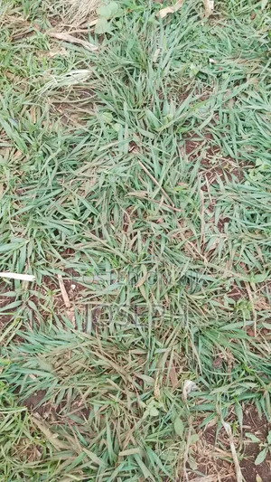 Paspulum Lawn Grass