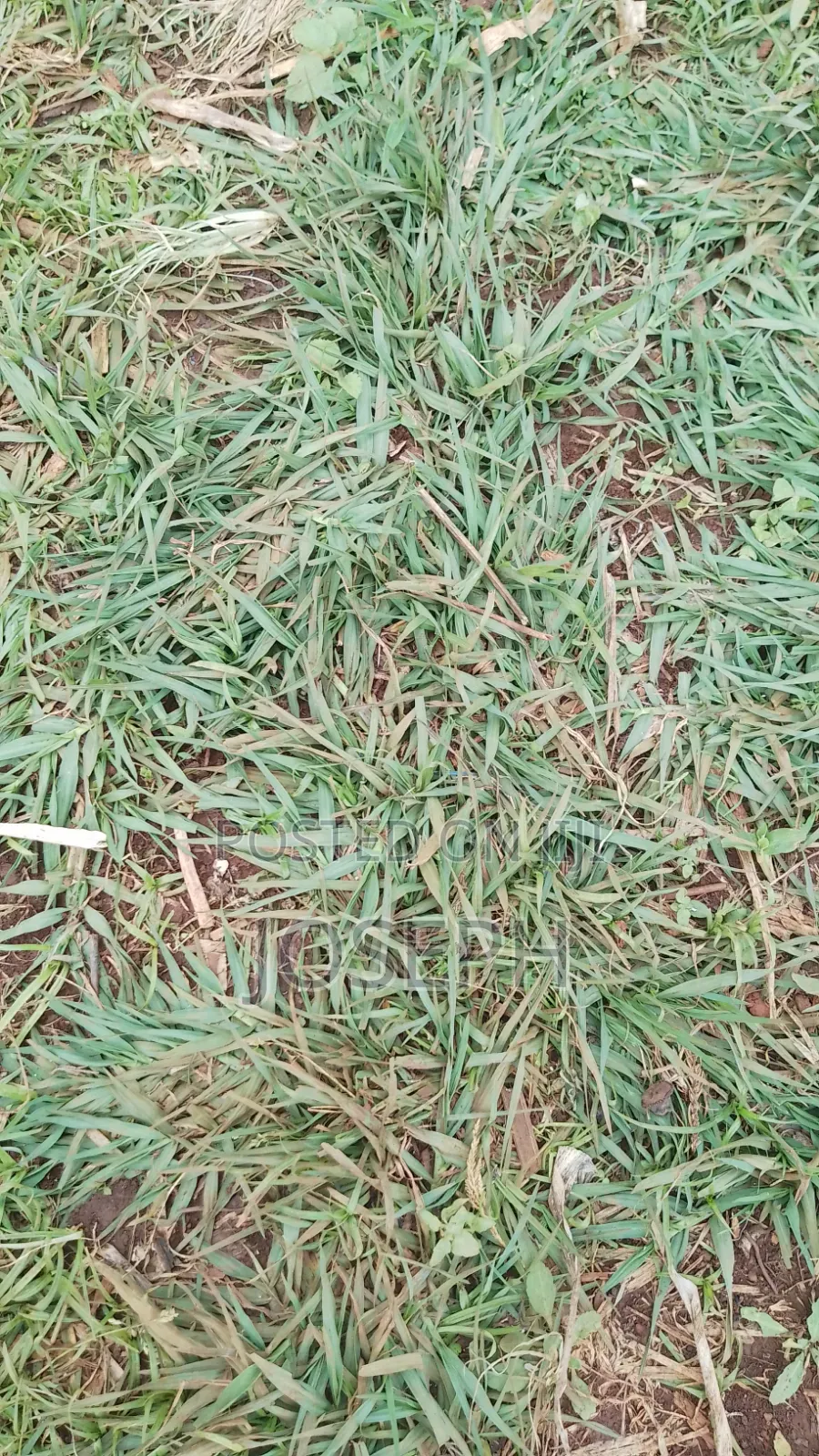 Paspulum Lawn Grass