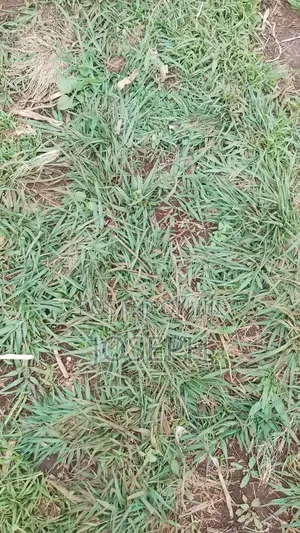 Paspulum Lawn Grass
