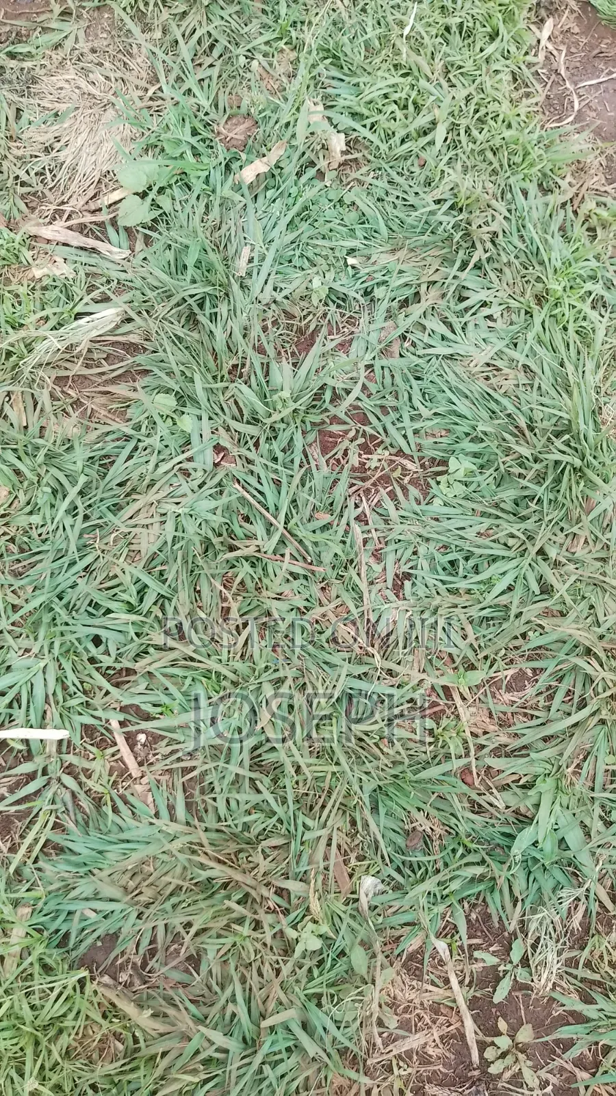Paspulum Lawn Grass