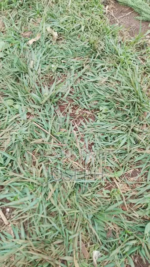 Paspulum Lawn Grass