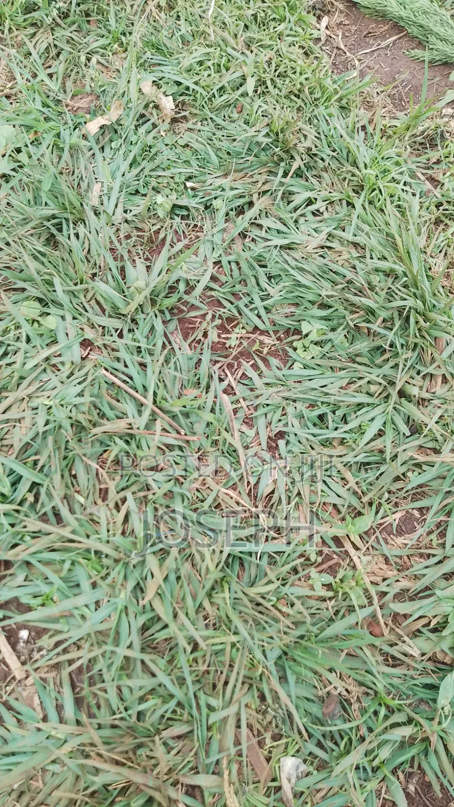 Paspulum Lawn Grass