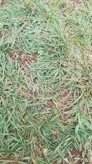 Paspulum Lawn Grass