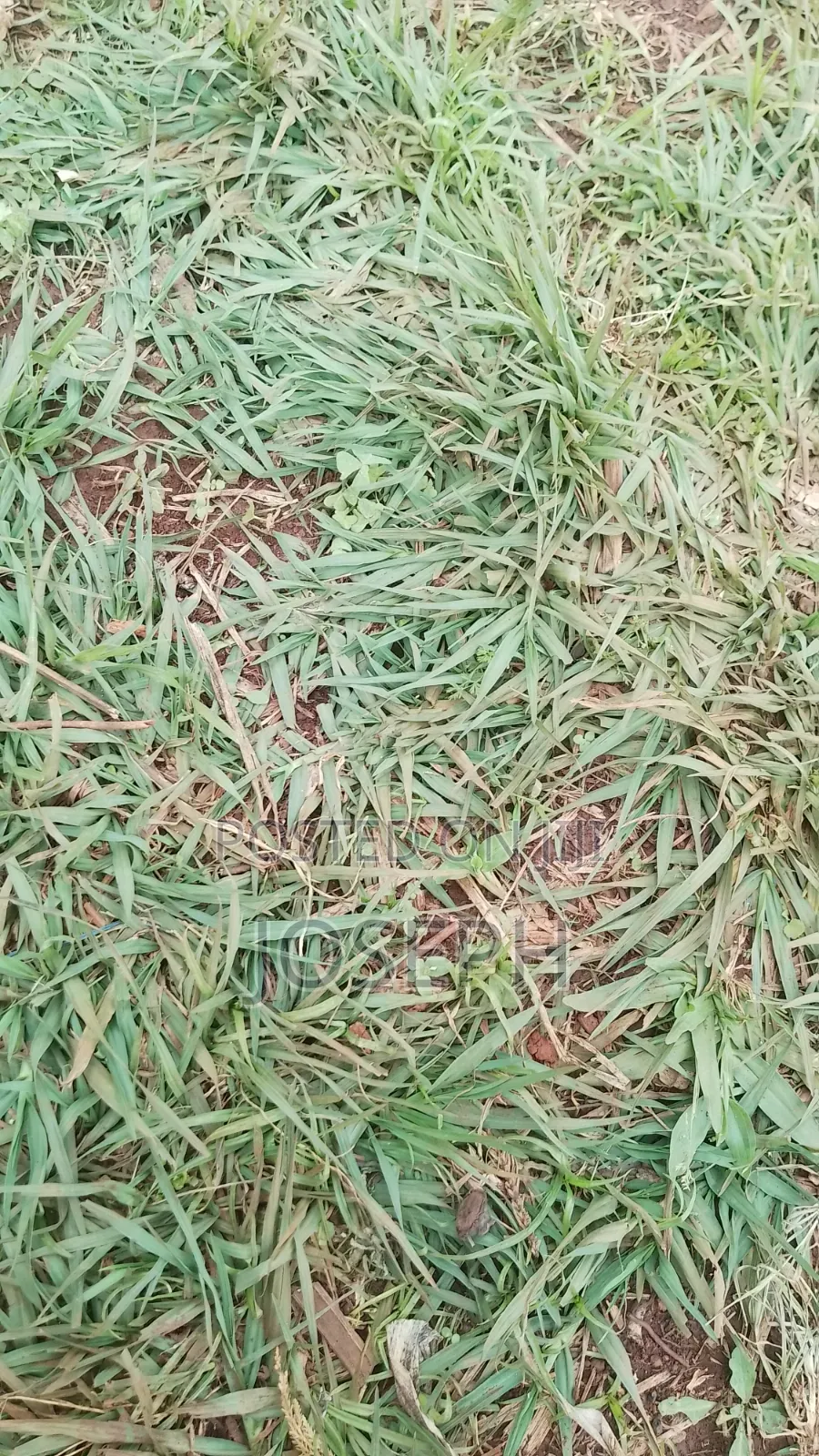 Paspulum Lawn Grass