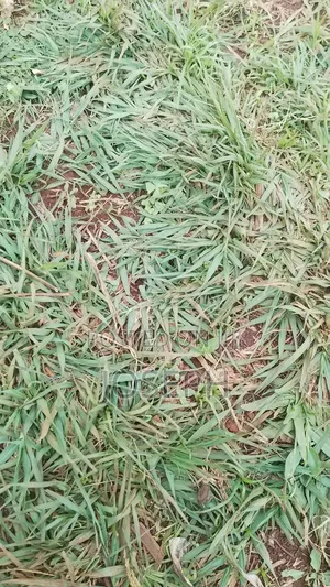 Paspulum Lawn Grass