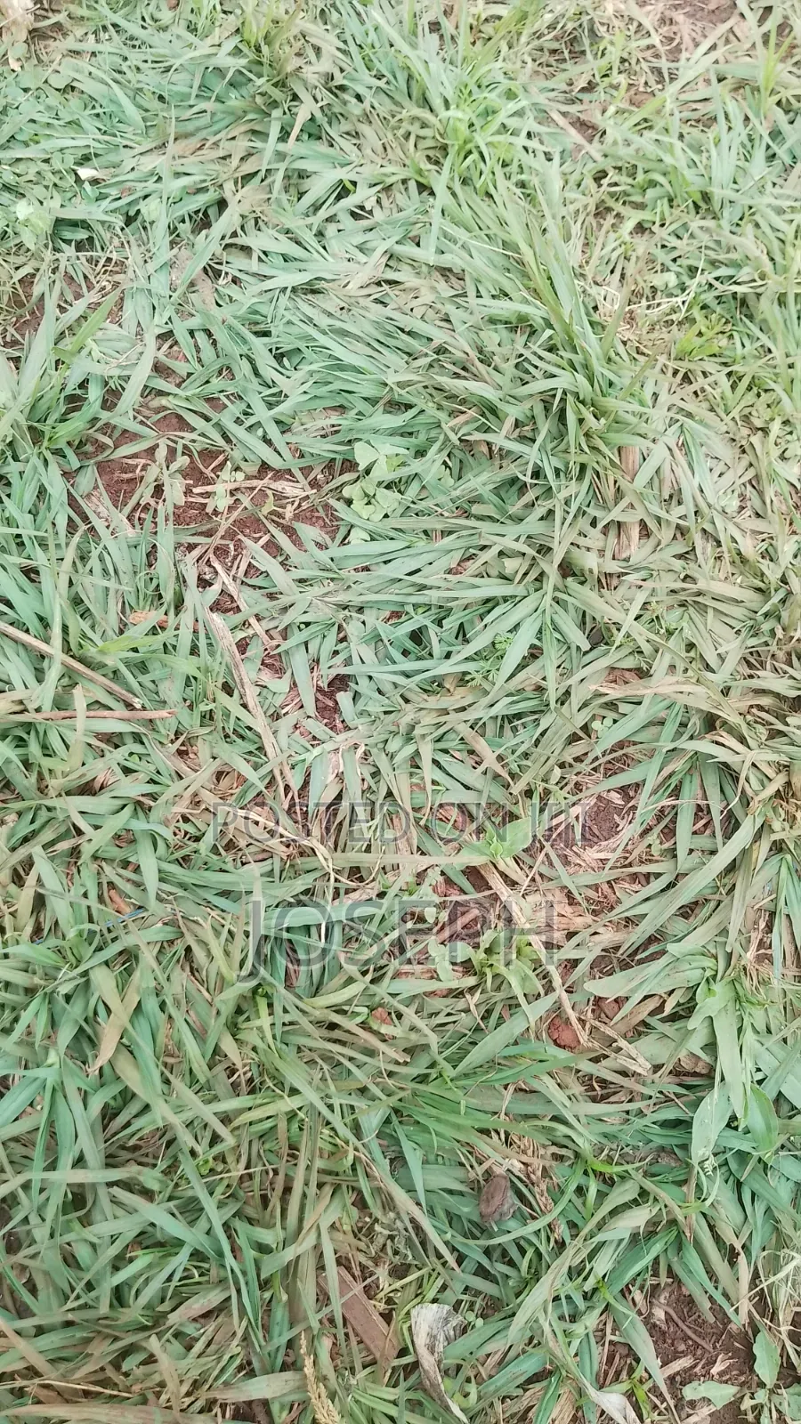 Paspulum Lawn Grass
